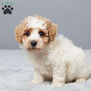 Sonny, Bich-Poo Puppy